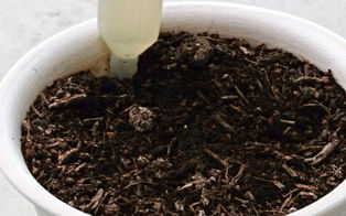 冬の園芸療法2021年度チオノドクサ編　⑧