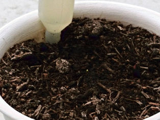 冬の園芸療法2021年度チオノドクサ編 ⑧