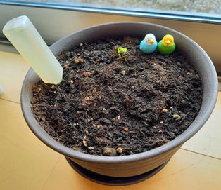 冬の園芸療法 アネモネ編⑦