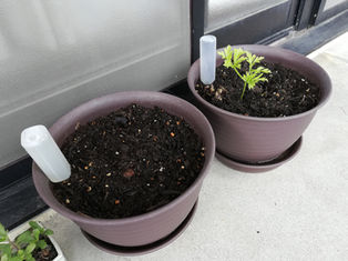 冬の園芸療法 アネモネ編⑥