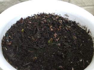 冬の園芸療法2021年度チオノドクサ編 ⑦