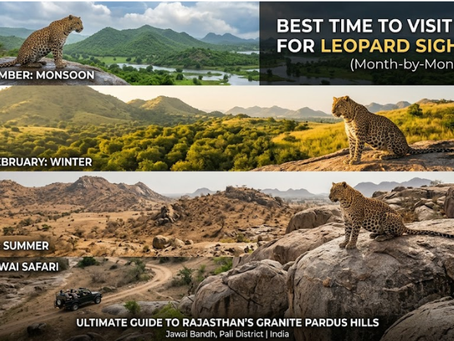 Best Time to Visit Jawai for Leopard Sightings (Month-by-Month Guide)