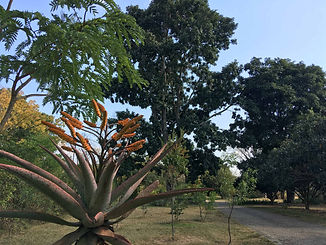 ilanda - Driveway Aloe Winter - IMG_0643-w1400.jpg