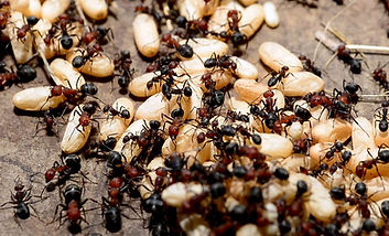 a-colony-of-ants-begin-transporting-eggs-to-a-hive-8c4213-1024.jpg