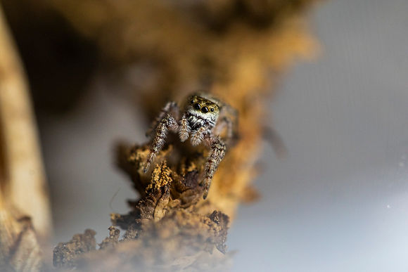 Jumping spider.jpg