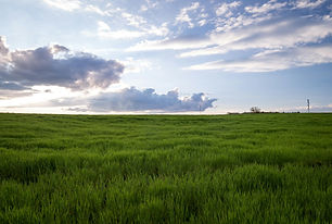 Pasture field