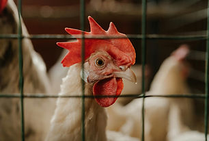 Ethical chicken