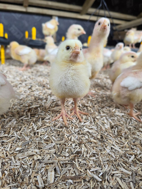 Chick.jpg