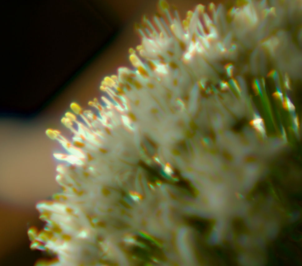 IMG_0719.jpeg