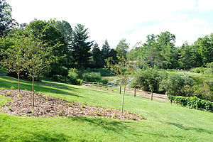 Planted Tree in Field