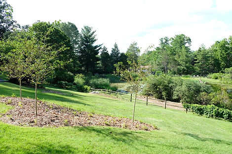 Young Trees Fresh Landscape Native
