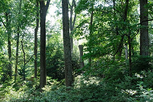 Mature Forest