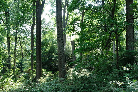 Forest Tree Inventory