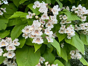 Catalpa bignonioides tree with large green leaves and clusters of white-pink trumpet-shaped flowers
