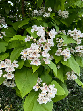 Catalpa bignonioides tree with large green leaves and clusters of white-pink trumpet-shaped flowers