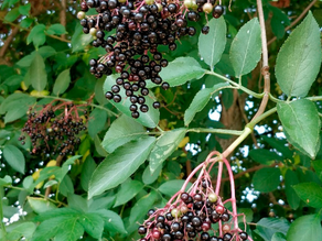Elderberry plant with clusters of ripe dark berries and green leaves (Sambucus nigra)