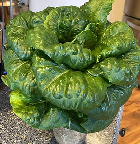 Lettuce_edited.jpg