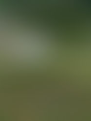 Ein Werk der Hoffnung für den Kongo