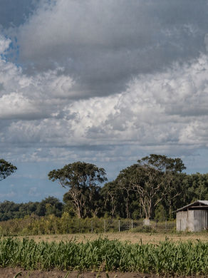 Mennoniten in Angola: Der schwere Anfang einer Milchwirtschaft