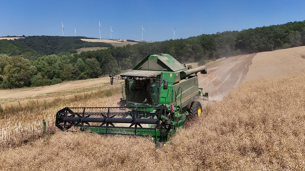 Dreschmaschine beim Raps dreschen