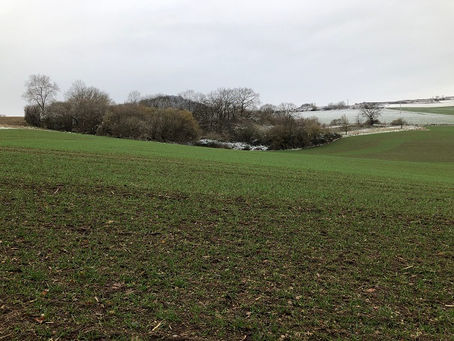 Mennoniten produzieren 54,4% der gesamten Ernte in Campeche