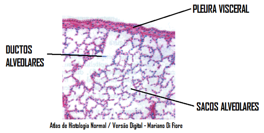 Ductos Alveolares E Alv olos ductos-alveolares-e-alv-olos