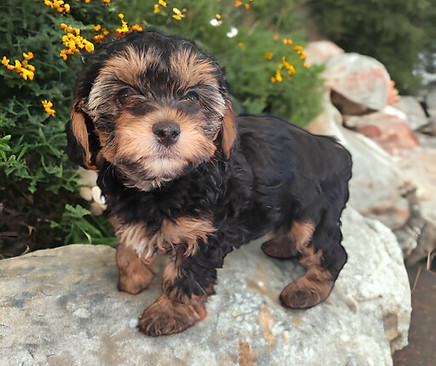 Remy Yorkiepoo.jpg