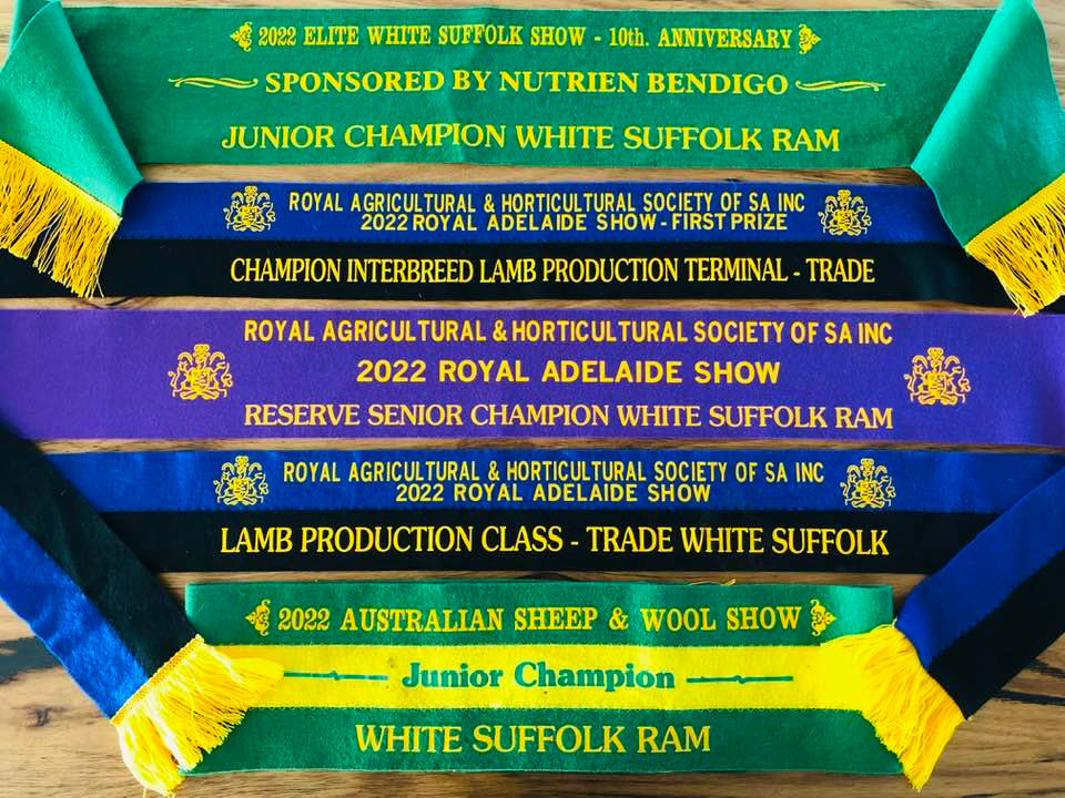 Broad Ribbons 5 Board Ribbons, 3 Shows, 5 Different Rams