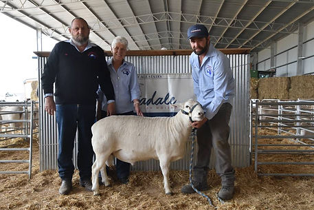 Gamadale Australian Whites Stud Ram