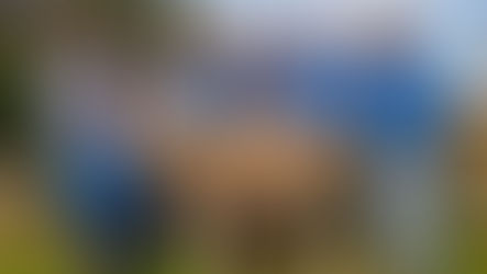 Banavie Charinga Poll Merino studs sell entire draft of rams at Berrimal - Stock & Land -