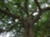 tree-893273_1920.jpg