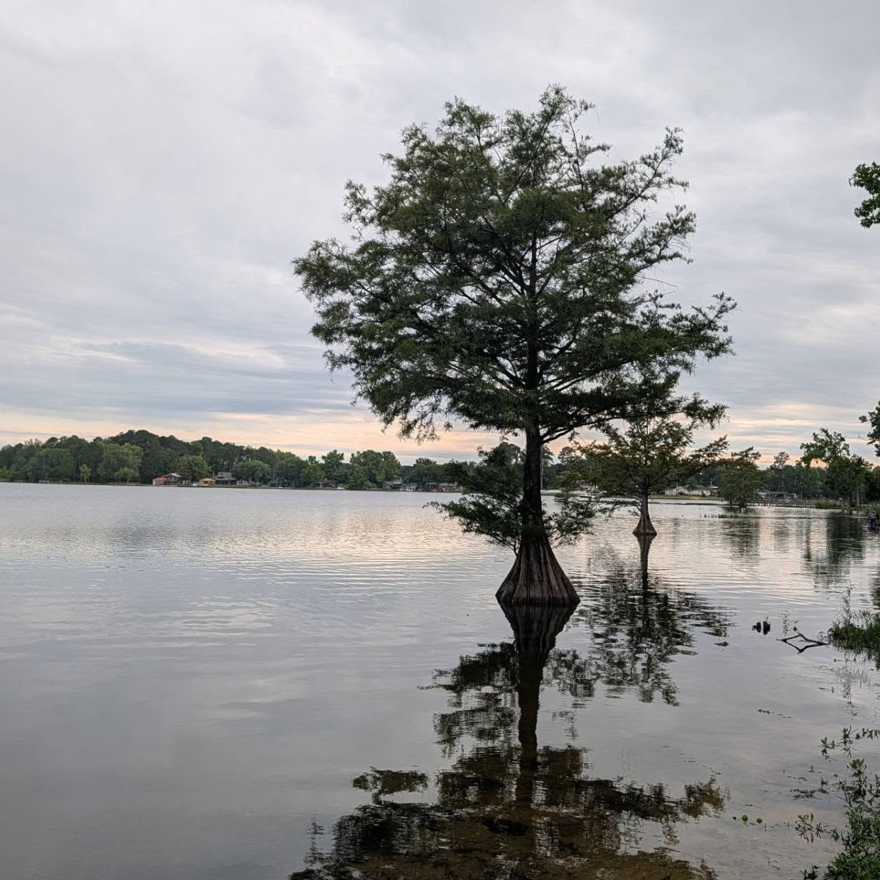 Cypress tree standing in calm lake water, its reflection mirrored below under a cloudy gray sky at dusk