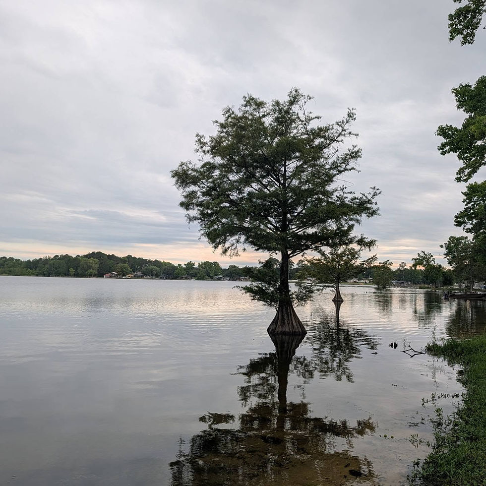 Tall tree standing in calm flooded water, reflecting under a cloudy sky with a quiet lakeshore in the distance