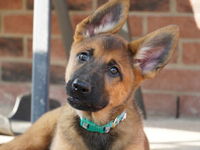 A cute 9 week old german shepherd puppy tilting her head adorably, staring right into the camera lens, looking curiously.