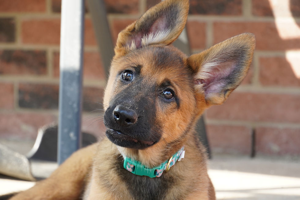 A cute 9 week old german shepherd puppy tilting her head adorably, staring right into the camera lens, looking curiously.