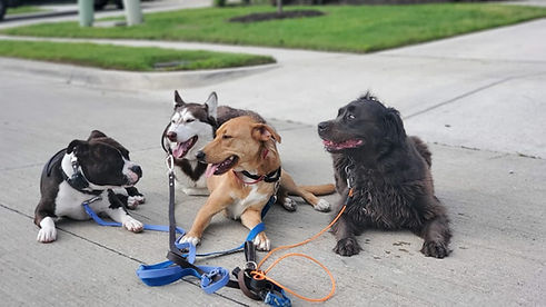 the 4 pack.jpg