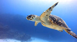 turtle