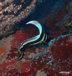 spotted drum watermarked