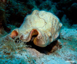 conch watermarked