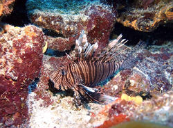 lionfish2