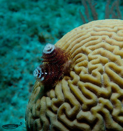 christmas tree worm watermarked