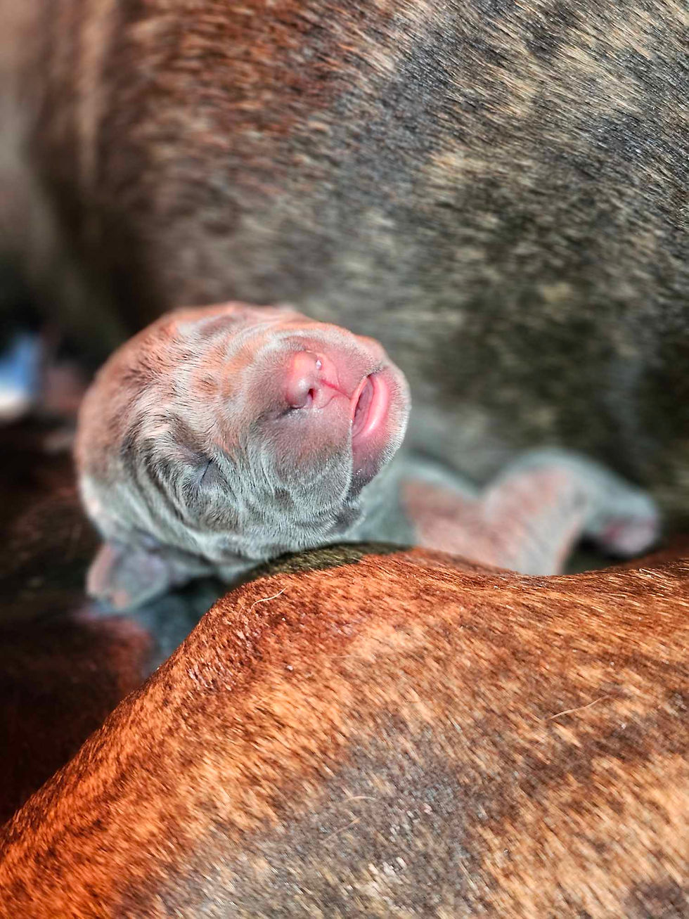 Cane Corso1 breeder Wichita Kansas, Cane Corso puppies Kansas, Cane Corso pups Lawrence, Cane corso pups Topeka Kansas