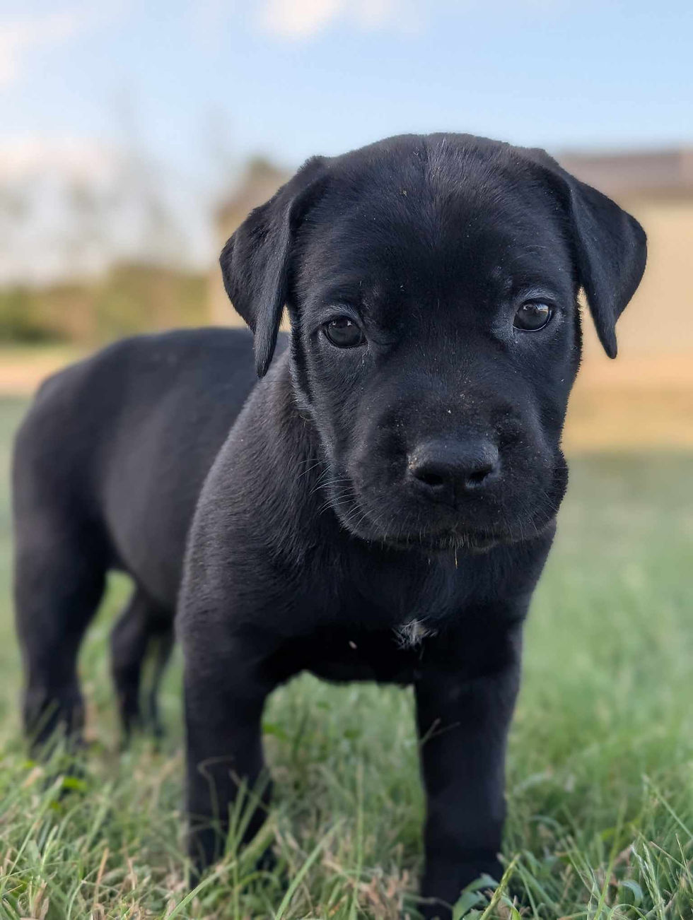 Vae Victis Cane Corso Impastable Litter