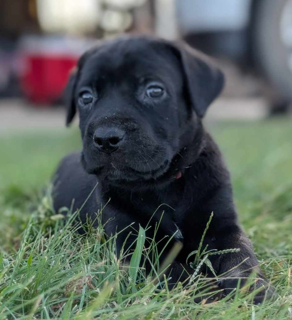 Vae Victis Cane Corso Impastable Litter
