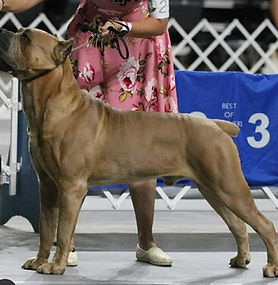 AKC/UKC Ch Topline's Just Call Me Tiernan DCAT