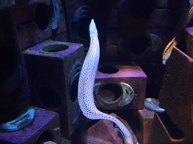 Eel
