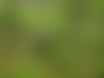 Field work in Northeast US Pitch Pine Barrens