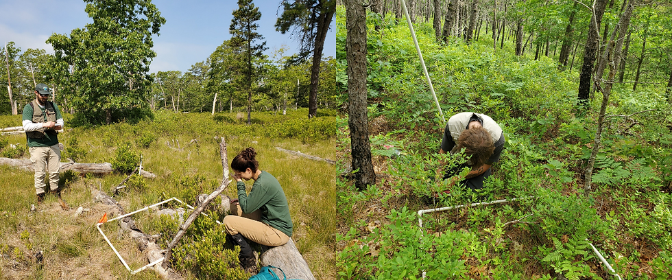 Field work in Northeast US Pitch Pine Barrens