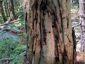 Fire History Field Day Recap