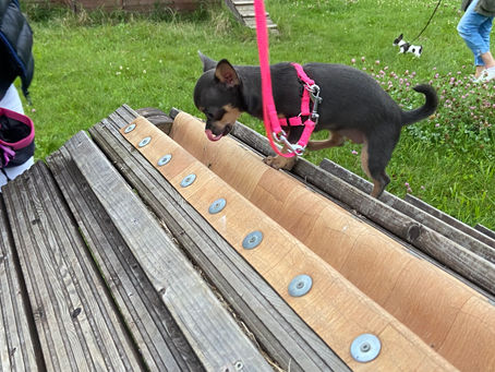 Warum eine Hundeschule für Chihuahua & Co. wichtig ist
